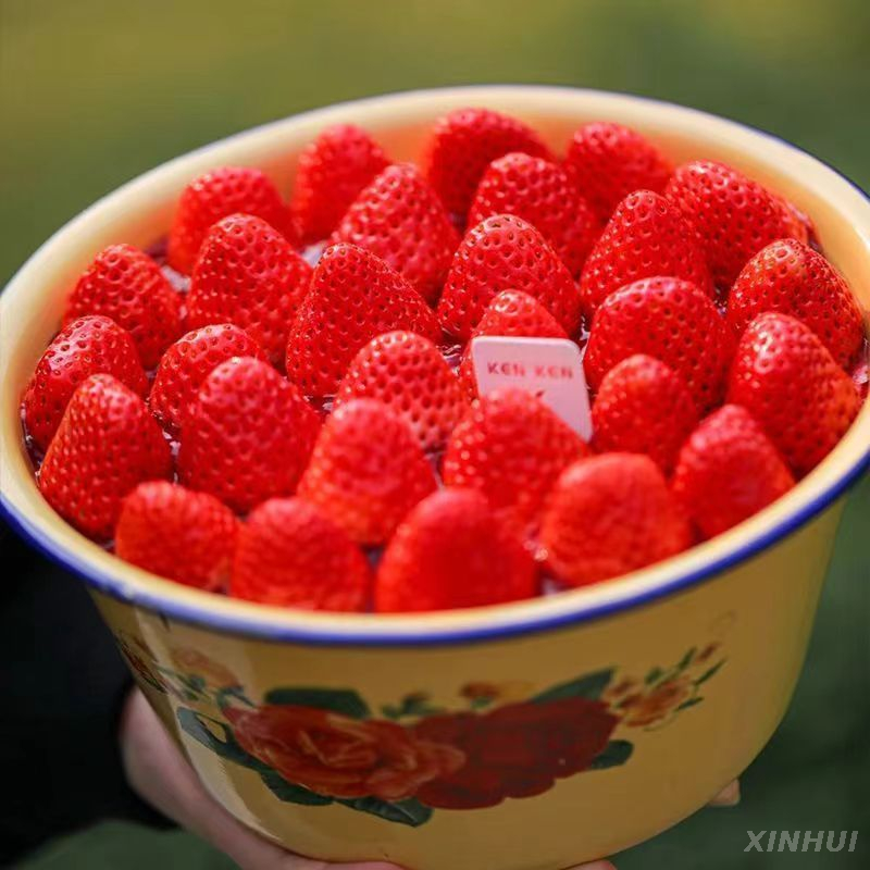 Bol à fruits Dessert du nouvel an, bassin en porcelaine, gâteau